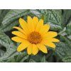 Janeba drsná 'Helhan' (Loraine Sunshine) - Heliopsis helianthoides 'Helhan' (Loraine Sunshine)  Heliopsis helianthoides 'Helhan' (Loraine Sunshine)
