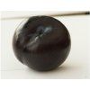 Japonská švestka 'Gaviota'  Prunus salicina 'Gaviota'