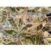 Javor dlanitolistý 'Geisha Gone Wild'  Acer palmatum 'Geisha Gone Wild'