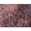 Javor dlanitolistý 'Hubb's Red Willow'  Acer palmatum 'Hubb´s Red Willow'