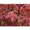 Acer Shaina