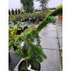 Jedle kavkazská 'Robusta'  Abies nordmanniana 'Robusta'