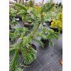 Jedle kavkazská 'Robusta'  Abies nordmanniana 'Robusta'