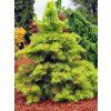 Jedle ojíněná 'Wintergold'  Abies concolor 'Wintergold'