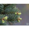 Jedle plstnatoplodá 'Compacta'  Abies lasiocarpa 'Compacta'
