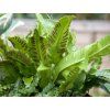 44439 1 jeleni jazyk celolisty phyllitis scolopendrium