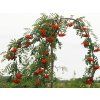 pendula
