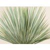 Juka rostrata  Yucca rostrata
