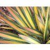 Juka vláknitá 'Color Guard' - Yucca filamentosa 'Color Guard'  Yucca filamentosa 'Color Guard'