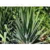 Juka vláknitá - Yucca filamentosa  Yucca filamentosa