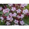 44841 kakost oddenkaty spessart geranium macrorrhizum spessart