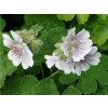 Kakost Renardův - Geranium renardii  Geranium renardii