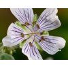 Kakost Renardův - Geranium renardii  Geranium renardii