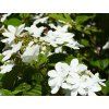 Kalina japonská 'Watanabe'  Viburnum plicatum 'Watanabe'