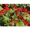 Kalina obecná 'Compactum'  Viburnum opulus 'Compactum'