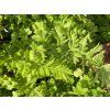 Kapraď samec 'Crispa-Cristata' - Dryopteris filix-mas 'Crispa-Cristata'  Dryopteris filix-mas 'Crispa-Cristata'