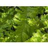 Kapraď samec 'Crispa-Cristata' - Dryopteris filix-mas 'Crispa-Cristata'  Dryopteris filix-mas 'Crispa-Cristata'