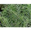 Kapraď samec 'Linearis Polidactylon' - Dryopteris filix-mas 'Linearis Polidactylon'  Dryopteris filix-mas 'Linearis Polidactylon'