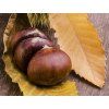 Kaštanovník jedlý 'Bouche de Betizac' - kontejner  Castanea sativa 'Bouche de Betizac'