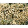 Kavyl obrovský - Stipa gigantea  Stipa gigantea