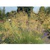Kavyl obrovský - Stipa gigantea  Stipa gigantea