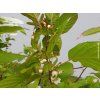 Kiwi 'Adam'  Actinidia kolomikta 'Adam'