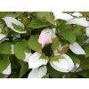 Kiwi 'Adam'  Actinidia kolomikta 'Adam'