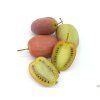 Kiwi 'Bingo'  Actinidia arguta 'Bingo'