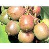 Kiwi 'Geneva'  Actinidia arguta 'Geneva'