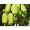 Kiwi 'Jumbo'  Actinidia arguta 'Jumbo'