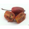 Kiwi 'Purpurna Sadowa'  Actinidia arguta 'Purpurna Sadowa'