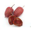 Kiwi 'Purpurna Sadowa'  Actinidia arguta 'Purpurna Sadowa'