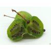 Kiwi 'Viti-Kiwi'  Actinidia arguta 'Viti-Kiwi'