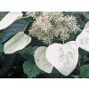 Klanostěnka hortenziová 'Moonlight'  Schizophragma hydrangeoides 'Moonlight'