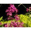 Kohoutek obecný splendens 'Feuer' - Lychnis viscaria splendens 'Feuer'  Lychnis viscaria splendens 'Feuer'