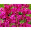 Kohoutek obecný 'Plena'- Lychnis viscaria 'Plena'  Lychnis viscaria 'Plena'