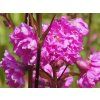 Kohoutek obecný 'Plena'- Lychnis viscaria 'Plena'  Lychnis viscaria 'Plena'
