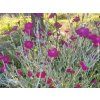 Kohoutek věncový - Lychnis coronaria  Lychnis coronaria