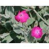 Kohoutek věncový - Lychnis coronaria  Lychnis coronaria