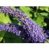 45858 sommerflieder schmetterlingsstrauch adonis blue m010449 w 1