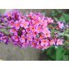45897 8 45897 8 flower2