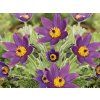 46047 1 46047 1 koniklec obecny pinwheel violet blue pulsatilla vulgaris pinwheel violet blue