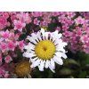 46179 2 kopretina lacrosse leucanthemum x superbum lacrosse