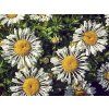 45269 hilliergardencentres 1561625955 1080