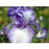 Kosatec německý 'Autumn Circus' - Iris germanica 'Autumn Circus'  Iris germanica 'Autumn Circus'