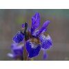 Iris Caesar Brother
