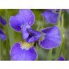 Kosatec sibiřský 'Silver Edge' - Iris sibirica 'Silver Edge'  Iris sibirica 'Silver Edge'
