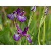 46437 1 kosatec sibirsky sparkling rose iris sibirica sparkling rose