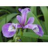 Kosatec strakatý - Iris versicolor  Iris versicolor