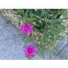 Kosmatec cooperi - Delosperma cooperi  Delosperma cooperi